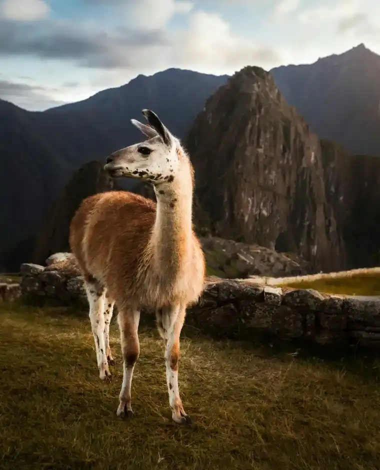 Llama in front of Machu Picchu ruins on the 7-day Salkantay and Inca Trail trek
